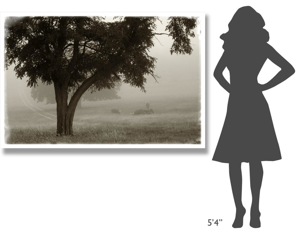"Calm Mist" Digital Paper Print by Debra Van Swearingen, 62"x42"