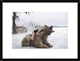 "Napping on a Bear" Framed Digital Print by Olga Barantseva, 26"x20"