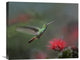 "Rufous-Tailed Hummingbird At Fairy Duster Flower, Costa Rica" Artwork