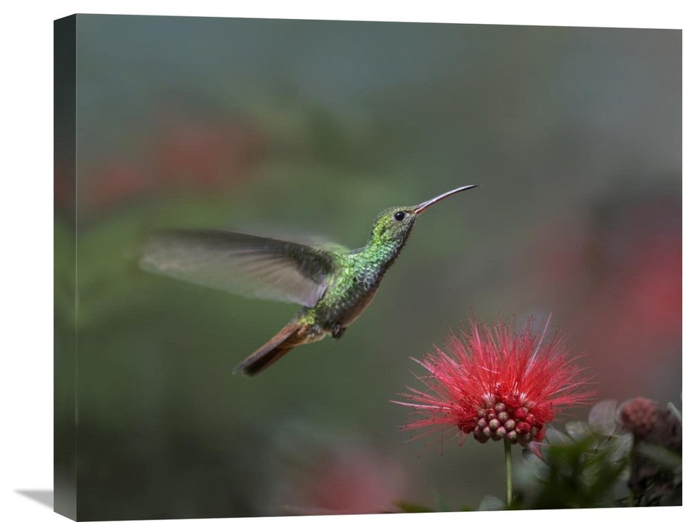 "Rufous-Tailed Hummingbird At Fairy Duster Flower, Costa Rica" Artwork