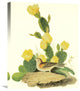 "Grass Finch Or Bay-Winged Bunting" Canvas Giclee by John James Audubon, 20"x24"