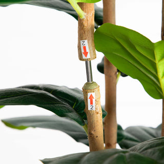 Close-up of trunk/branch area on white background.