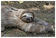 "Brown-throated 3-toed Sloth male, Aviarios Sloth Sanctuary" Paper Art, 62"x42"