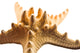 "A Strarfish's Horns" Wood, 40"x60"