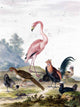 Tile Mural A Flamingo By Johannes Bronckhorst, 6"x8", Matte