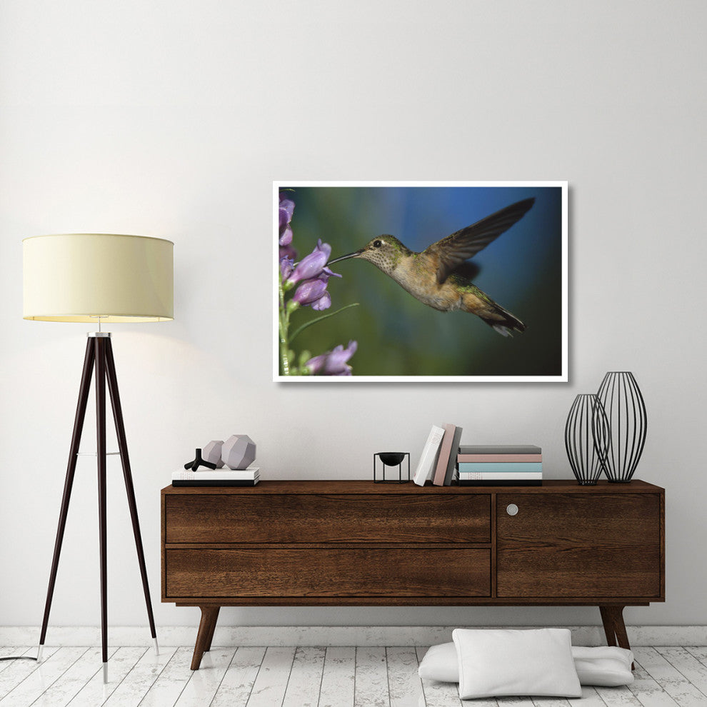 "Broad-tailed Hummingbird feeding on nectar" Paper Art, 50"x34"