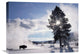 "American Bison In Winter, Yellowstone National Park, Wyoming" Artwork