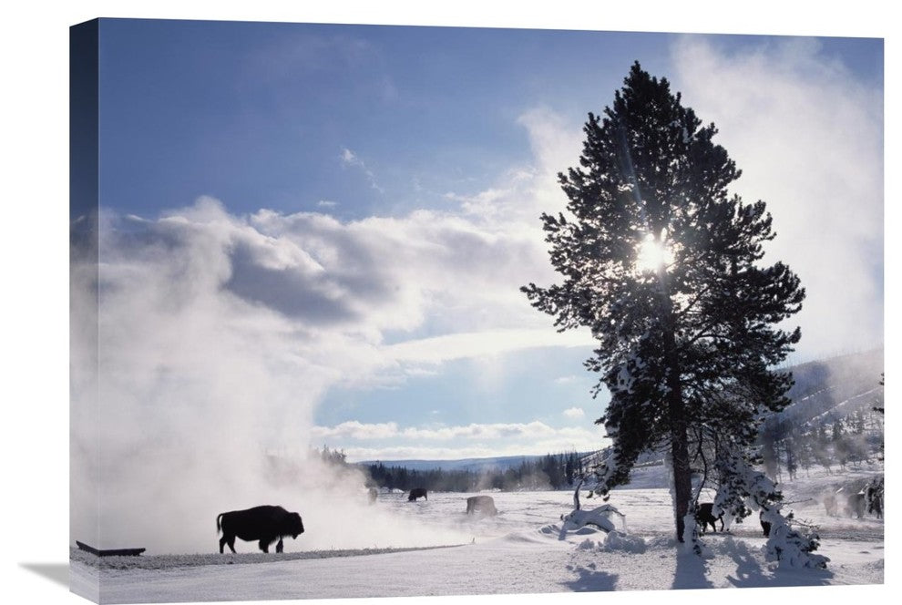 "American Bison In Winter, Yellowstone National Park, Wyoming" Artwork