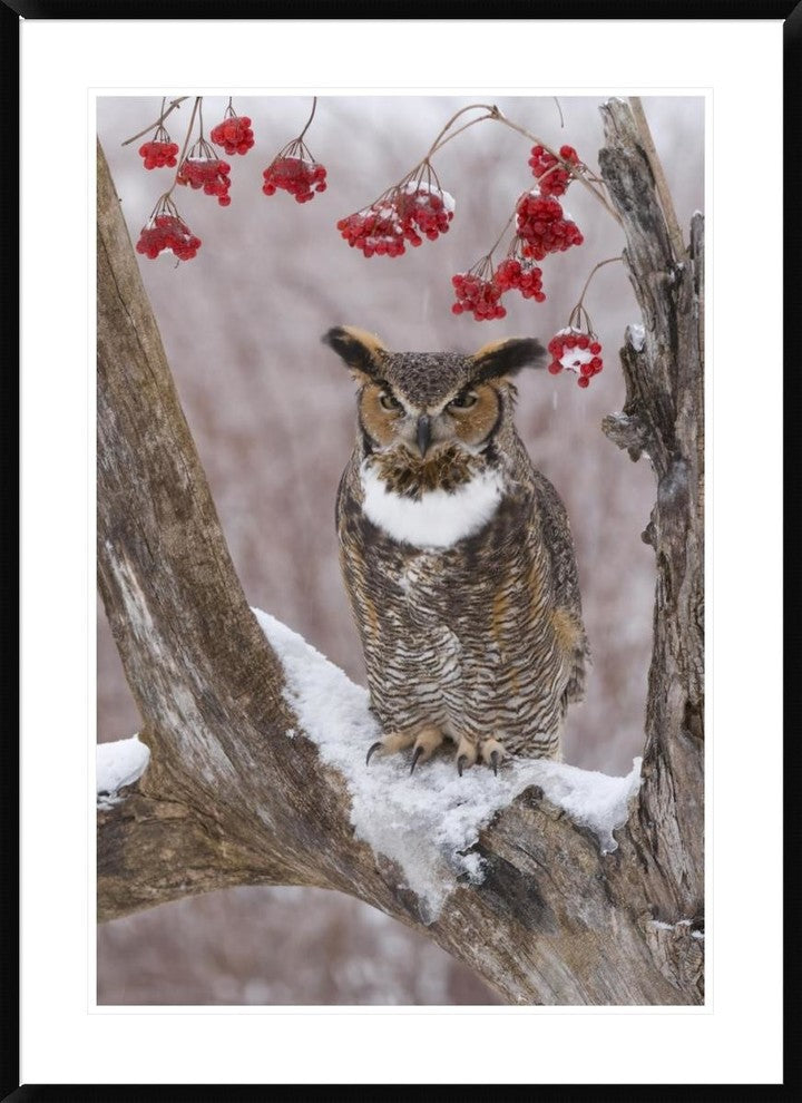 Great Horned Owl In Winter, Howell Nature Center, Michigan, 30"x42"