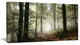 "Light in Dense Fall Forest With Fog" Canvas Print