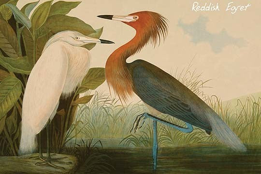 Reddish Egret- Paper Poster 20" x 30"