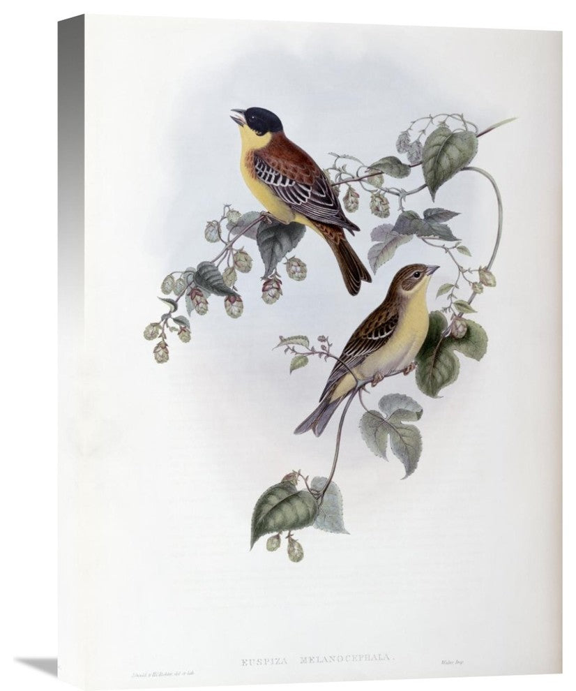 "Black Headed Bunting" Artwork, 16"x22"
