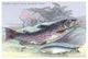 Salmon Feroxvar and Salmon Trout - Gallery Wrapped Canvas Art 28" x 42"