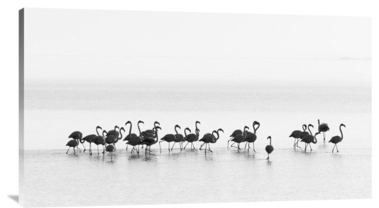 "Flamingos" Stretched Canvas Giclee by Joan Gil Raga, 36x20"