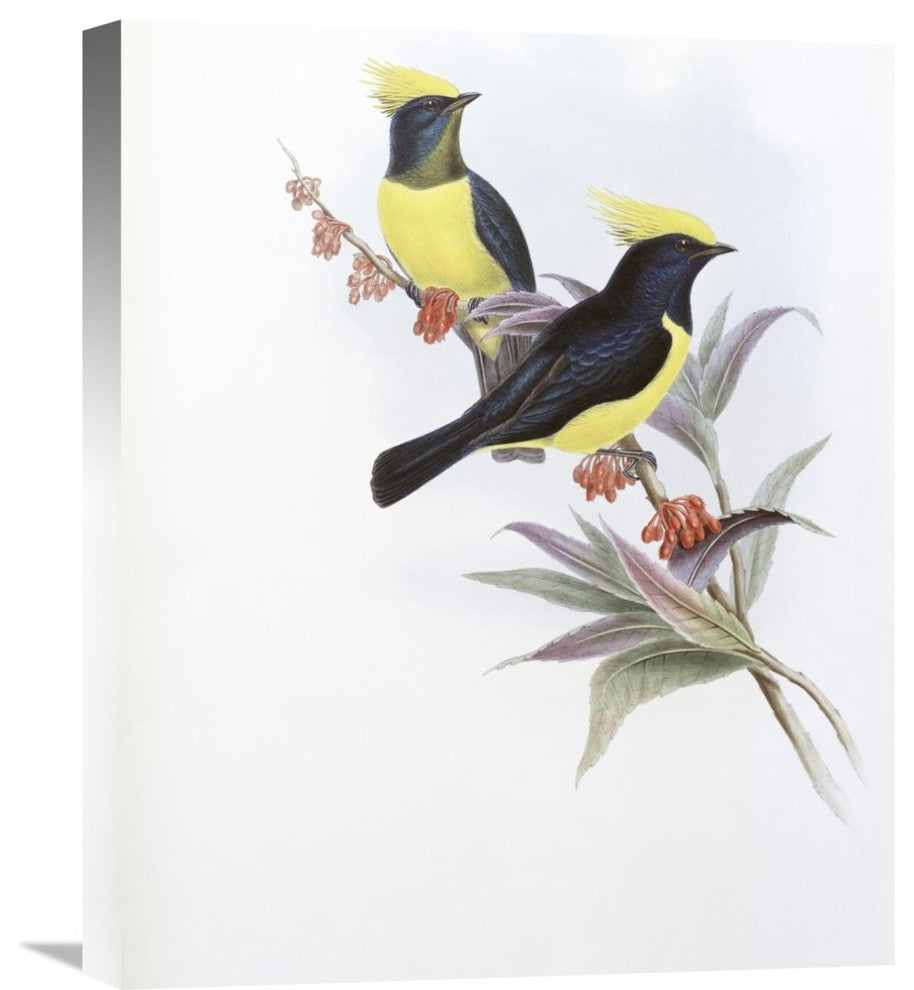 "Sultan Tit" Stretched Canvas Giclee by John Gould, 18"x22"