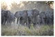 "African Elephant upset herd gathering, Okavango Delta" Paper Art, 38"x26"