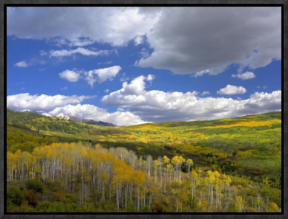 "Gunnison National Forest in fall, Colorado"  by Tim Fitzharris, 17x13"