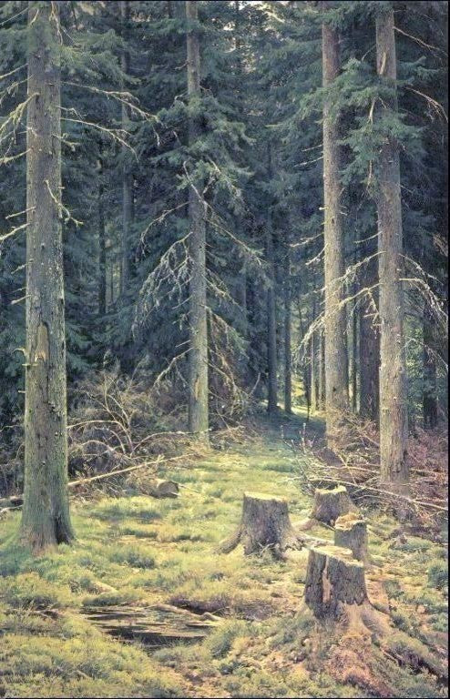 Ivan Ivanovich Shishkin Coniferous Forest Wall Decal