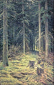 Ivan Ivanovich Shishkin Coniferous Forest Wall Decal