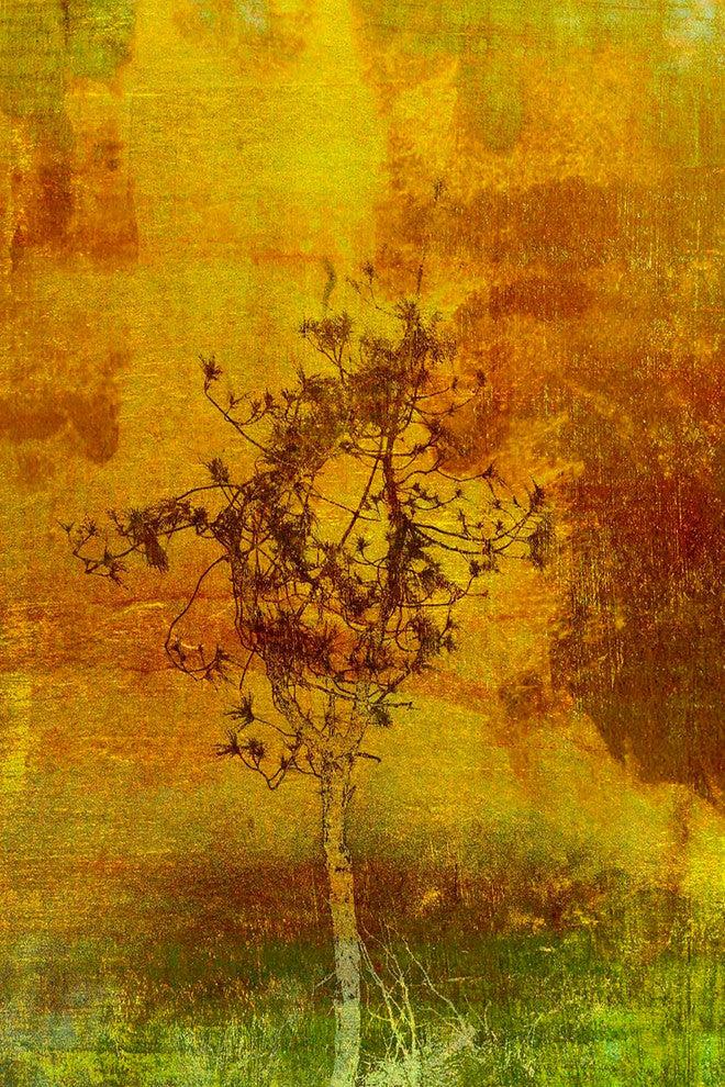 "Griffith Park II" Painting Print on Canvas by Aryai