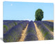 Beautiful Rows of Lavender in France, Landscape Canvas Wall Art, 40"x30"