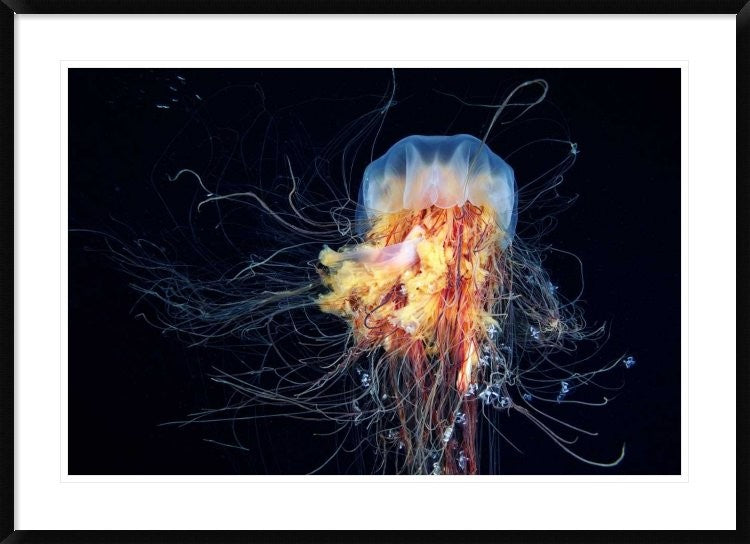 "Giant LionS Mane" Framed Digital Print by Alexander Semenov, 44x32"