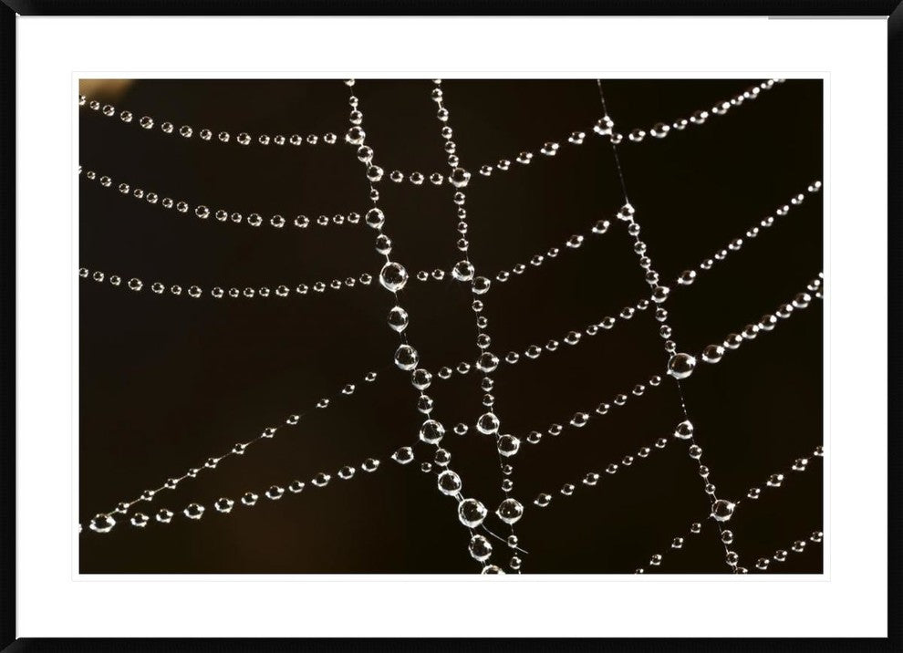"Spider web with beads of dew, France"  by Cyril Ruoso, 44x32"