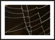 "Spider web with beads of dew, France"  by Cyril Ruoso, 44x32"