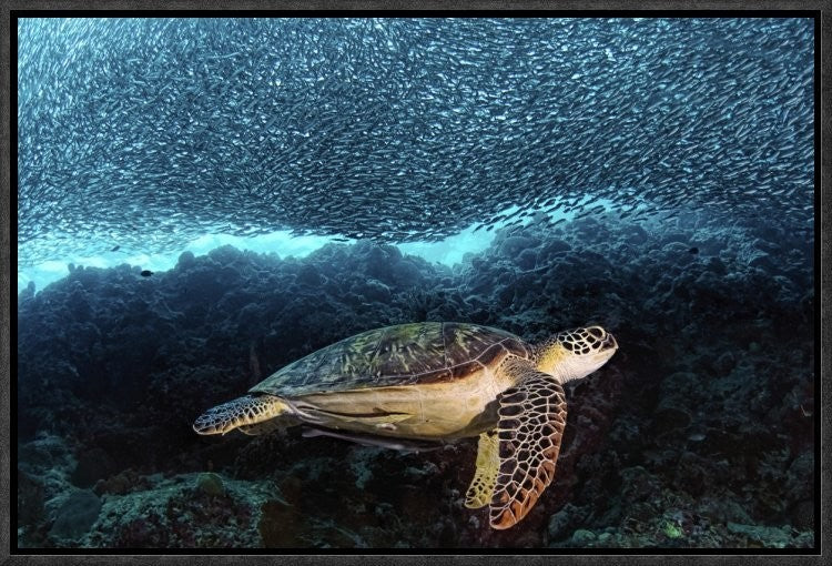 "Turtle And Sardines" Framed Canvas Giclee by Henry Jager, 19x13"