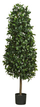 5' Sweet Bay Pyramid Silk Tree