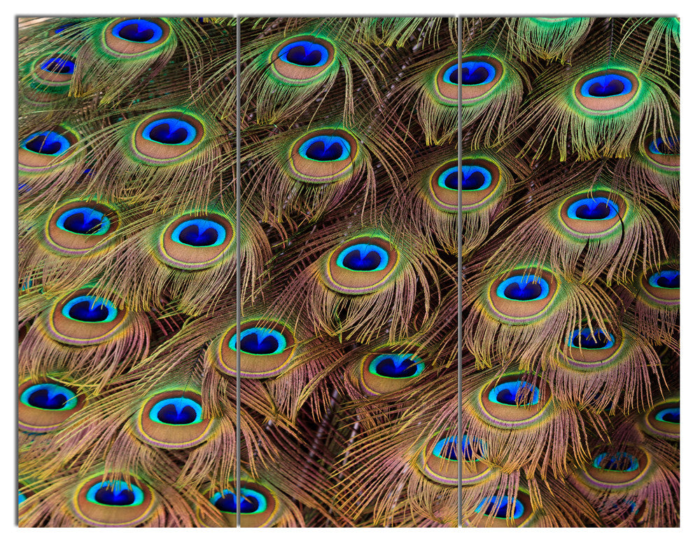 Peacock Bird Tail Feathers in Close Up, Animal Canvas Art Print, 36x28, 3 Panels