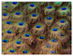 Peacock Bird Tail Feathers in Close Up, Animal Canvas Art Print, 36x28, 3 Panels