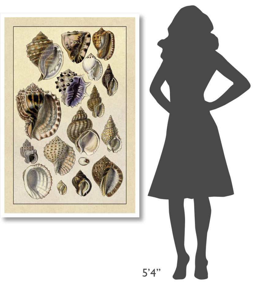 "Shells: Purpurifera" Digital Paper Print by G.B. Sowerby, 34"x50"