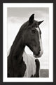 "Ranch Horse Wisdom" Framed Painting Print, 12x18