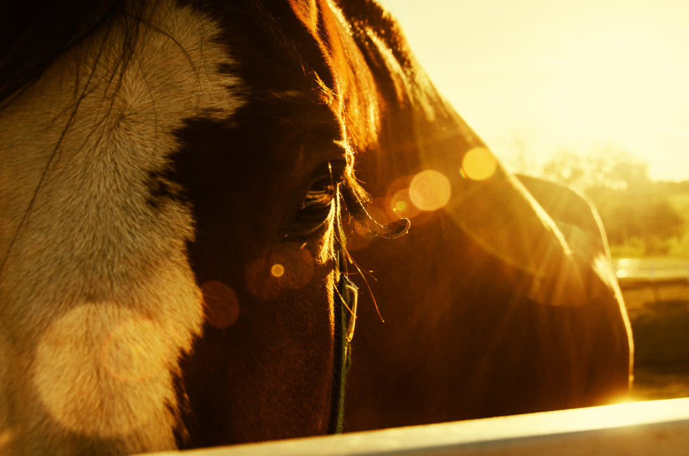 Evening Flare Horse Photograph Unframed Wall Art Print, 8" X 10"