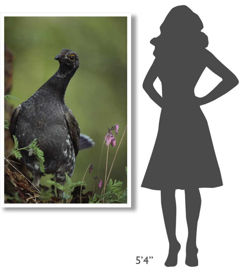 "Blue Grouse, North America" Digital Paper Print by Tim Fitzharris, 34"x50"