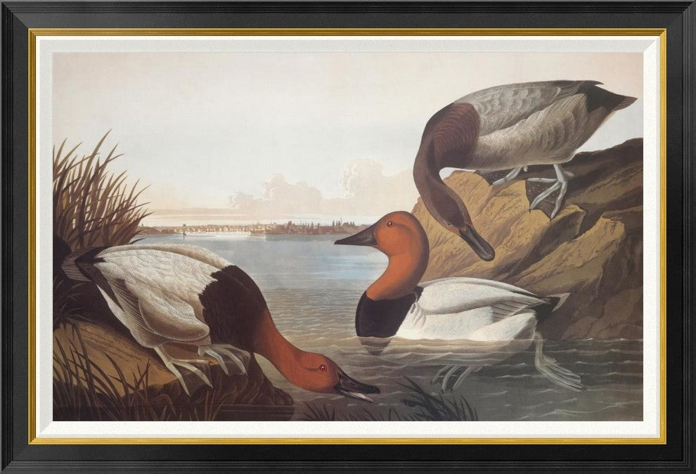 "Canvas-Backed Duck" Framed Canvas Giclee by John James Audubon, 42"x32"