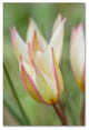 Cora Niele ''Tulip Primulina'' Canvas Art