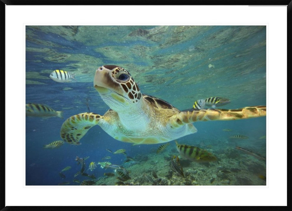 "Green Sea Turtle, Balicasag Island, Philippines"  by Tim Fitzharris, 44x32"