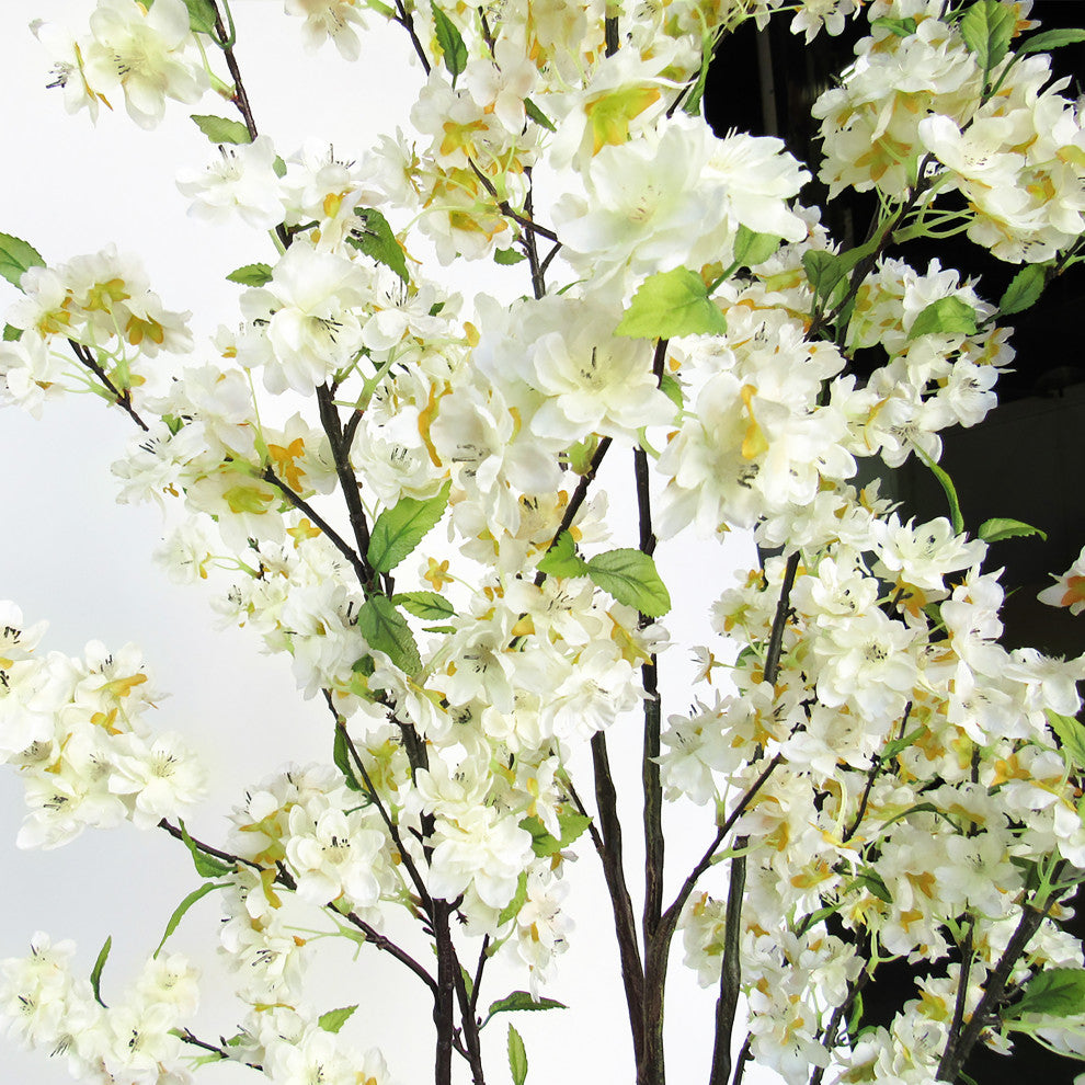 Close-up view of blossoms/branches on white background.