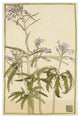 "Pink Flowers with Spiky Green Leaves" Print by Hannah Borger Overbeck, 22"x32"
