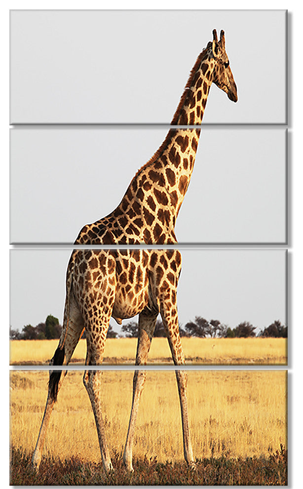 Single Giraffe in Africa Walking, African Canvas Print, 28"x48", 4 Panels