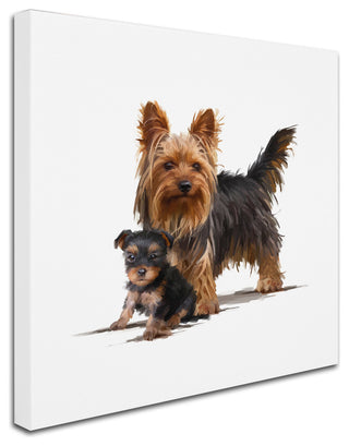 The Macneil Studio 'Yorky' Canvas Art, 24"x24"