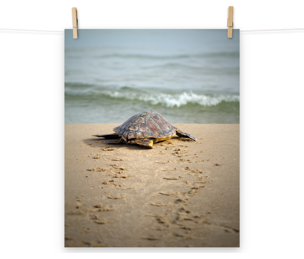 Baby Loggerhead Sea Turtle Beach Ocean Photograph Loose Wall Art Print, 16" X 20"