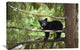 "Black Bear Cub Along Anan Creek, Tongass National Forest, Alaska" Artwork