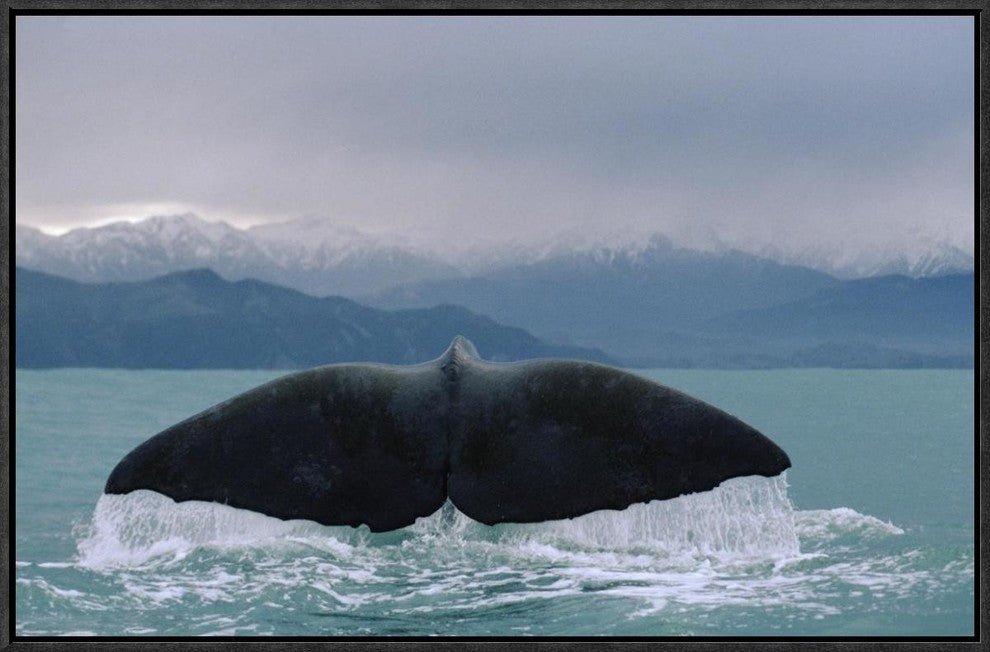 "Sperm Whale tail" Framed Canvas Giclee by Flip Nicklin, 25x17"