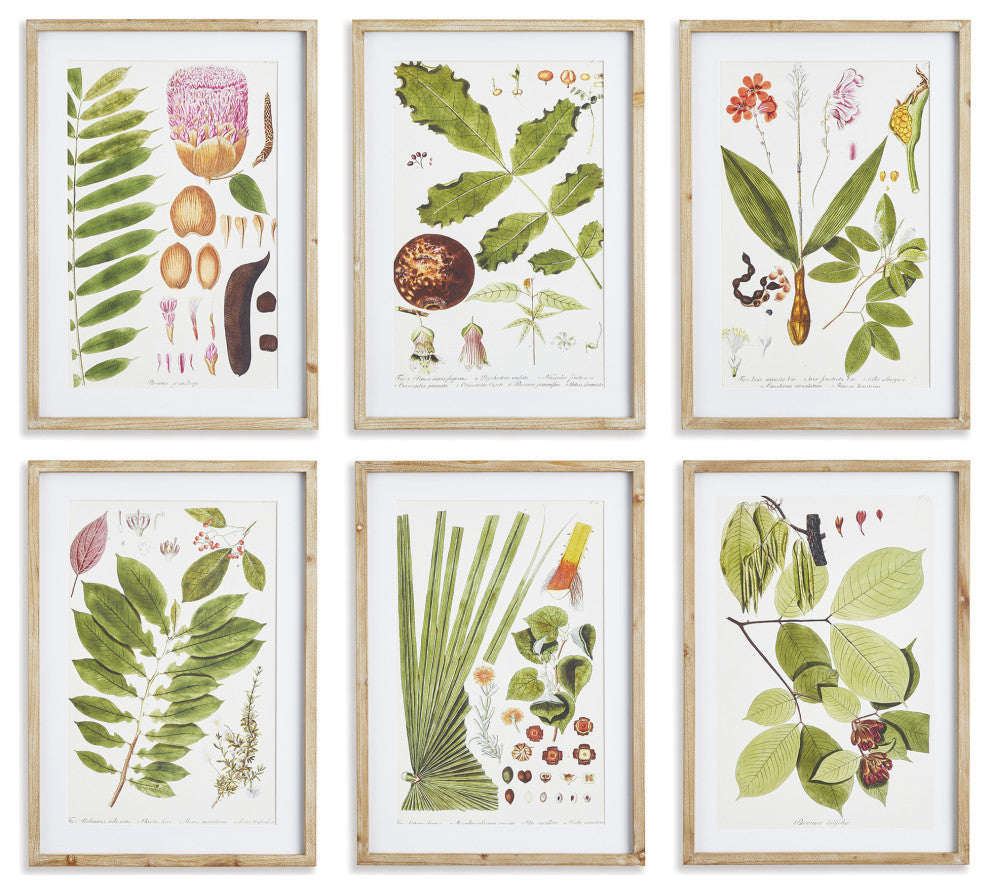 Leaf Botanical Study