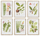 Leaf Botanical Study