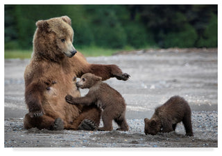 Renee Doyle 'A Mothers Love Bears' Canvas Art, 19"x12"