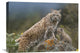 "Bobcat Mother And Kittens, North America" Artwork, 24" x 18"